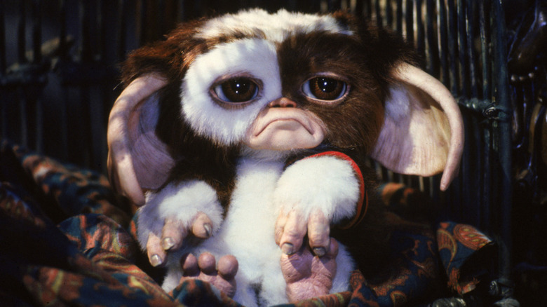 A distraught Gizmo in a cage