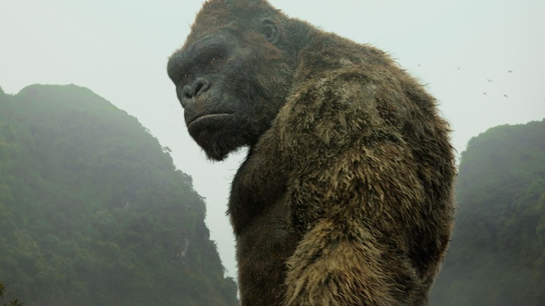 Kong looking to the side 