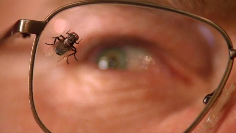 A fly on glasses