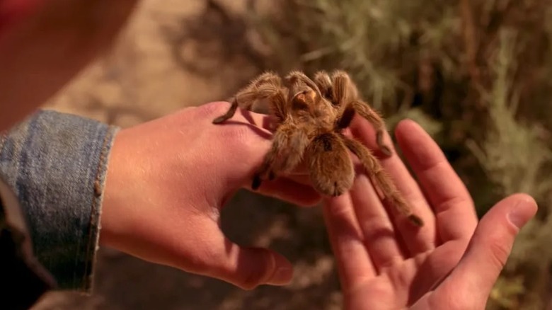 A tarantula moving