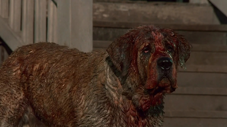 Cujo looking bloody disgusting