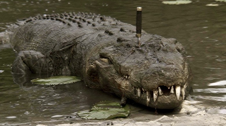 Crocodile with knife in head