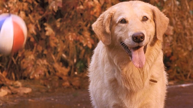 13 Movie Doggos Ranked By How 'Good Dog' They Really Are