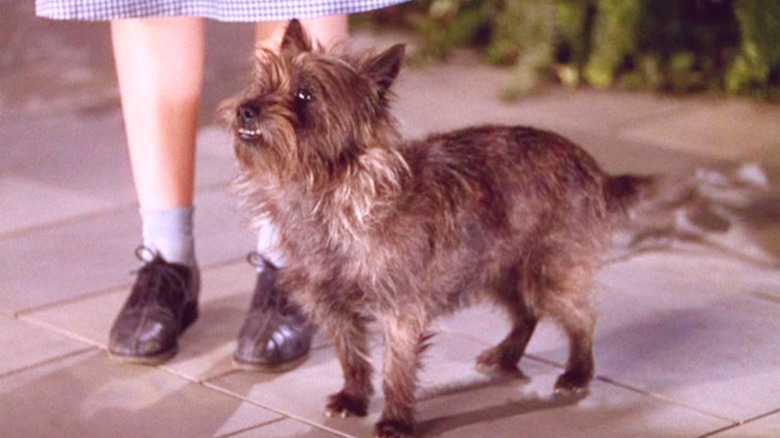 13 Movie Doggos Ranked By How 'Good Dog' They Really Are