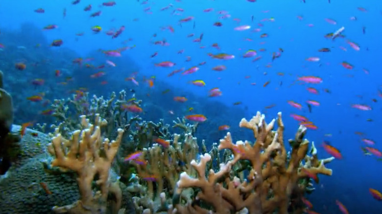 Fishes and ocean coral 