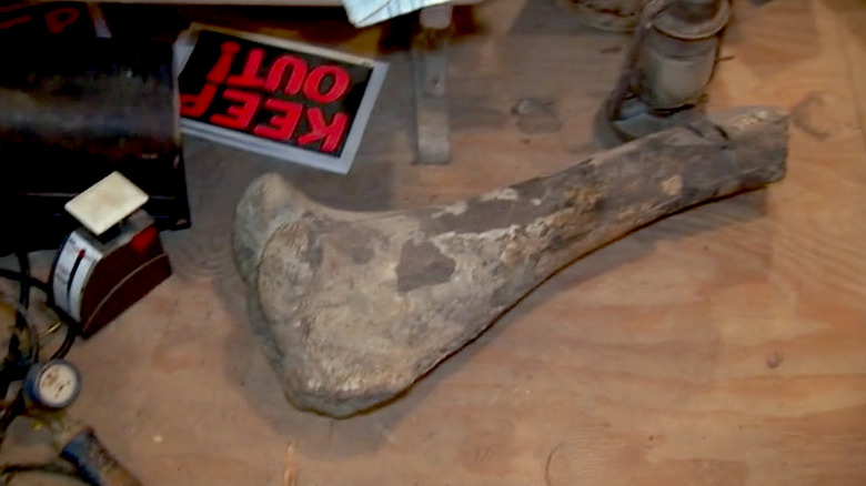 A lonely dinosaur bone