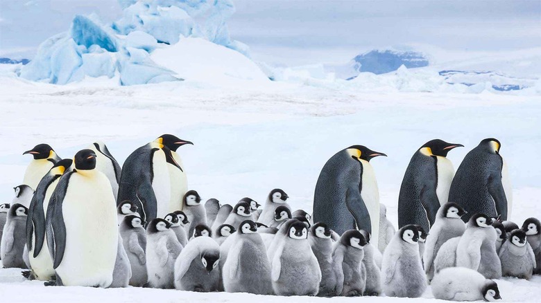 March of the Penguins