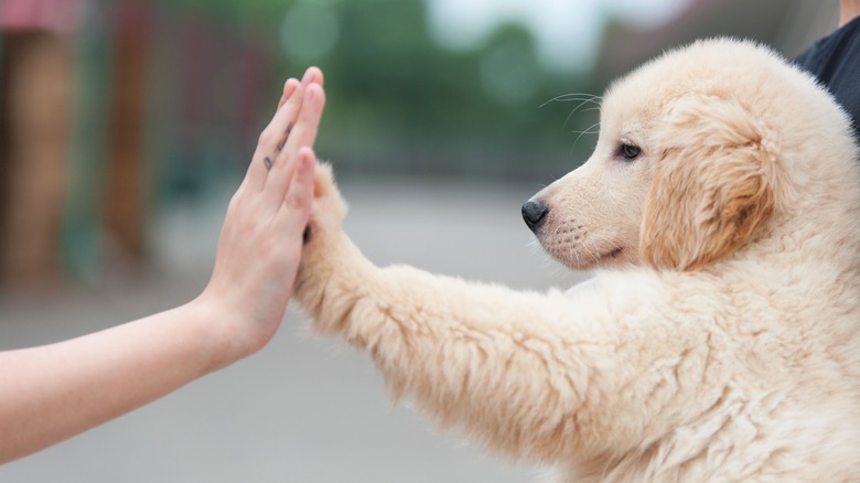 Golden retriever puppy