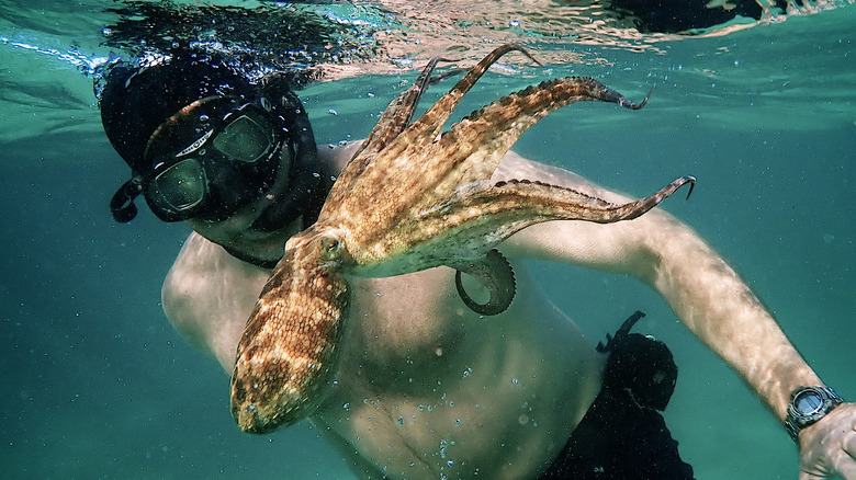 Craig Foster and octopus