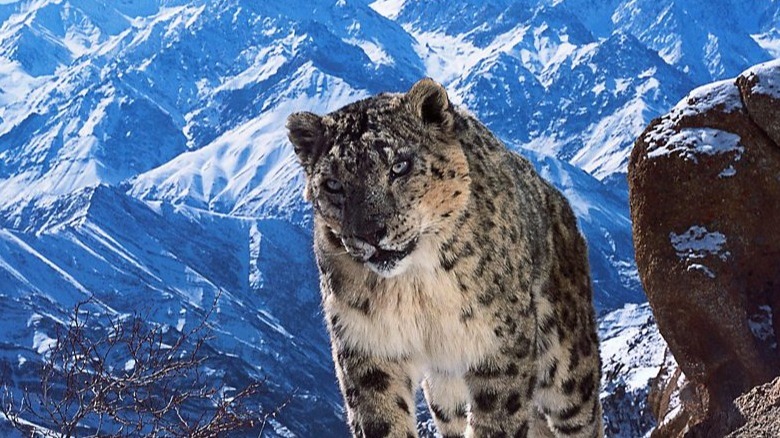 A leopard stalking the mountains