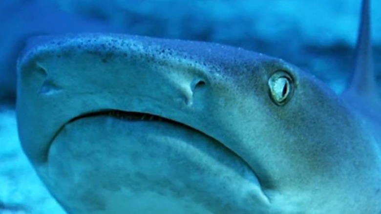 A shark from The Blue Planet