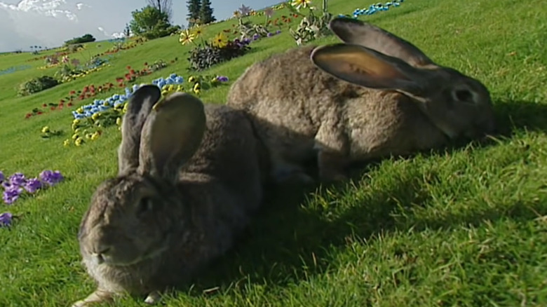 Flemish giant rabbits on a grassy hill