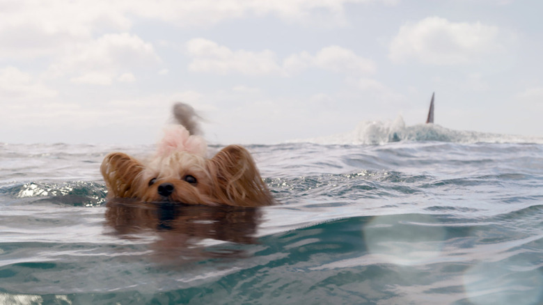 Dog swimming away from shark