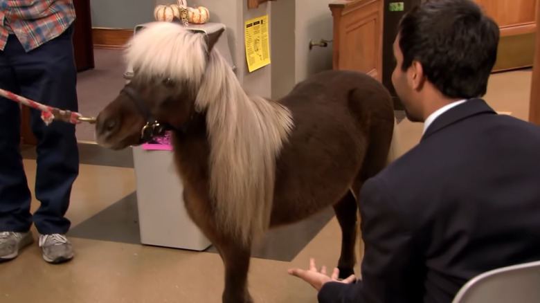 Aziz Ansari looks at a miniature horse