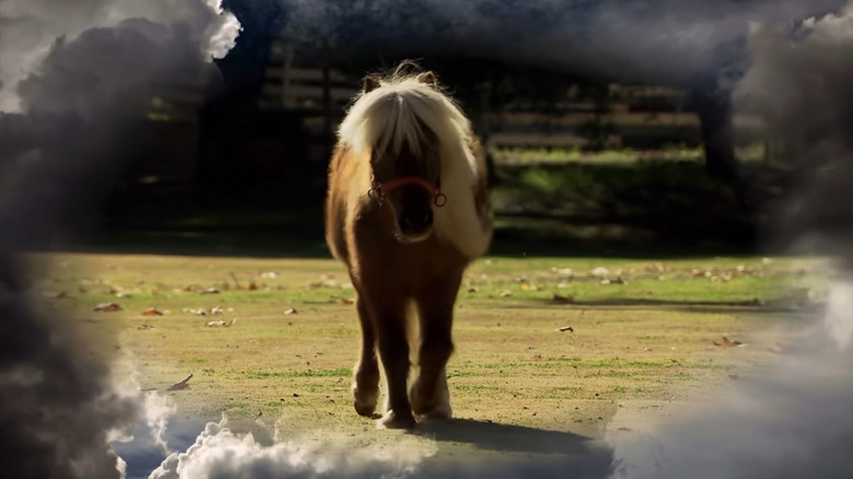 A miniature horse surrounded by clouds