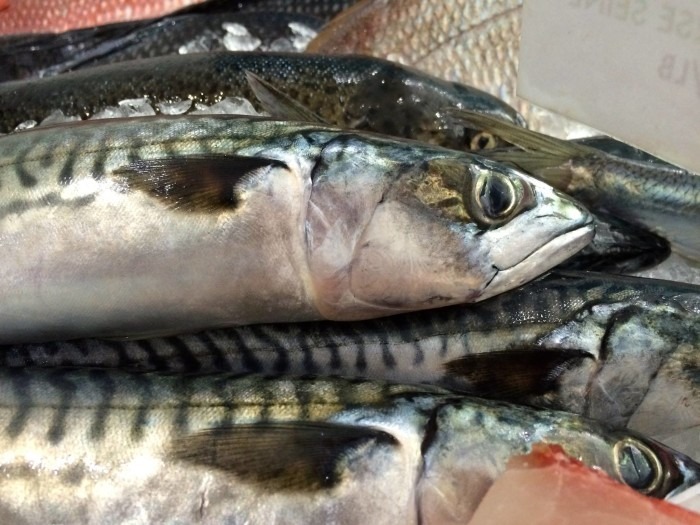 Sustainable-BostonMackerel