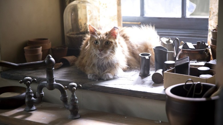 Orange Buttercup sitting on counter