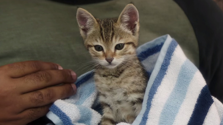 https://www.looper.com/img/gallery/actors-who-adopted-animals-from-the-set/tiffany-haddish-adopted-a-kitten-1635764046.jpg