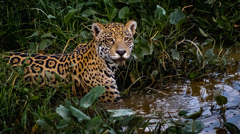 A jaguar on the prowl