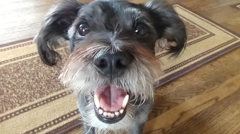 Small black dog smiling