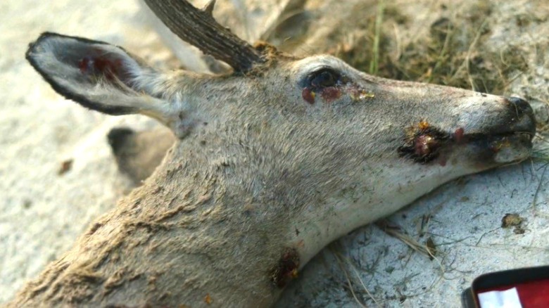 A deer dead from infection