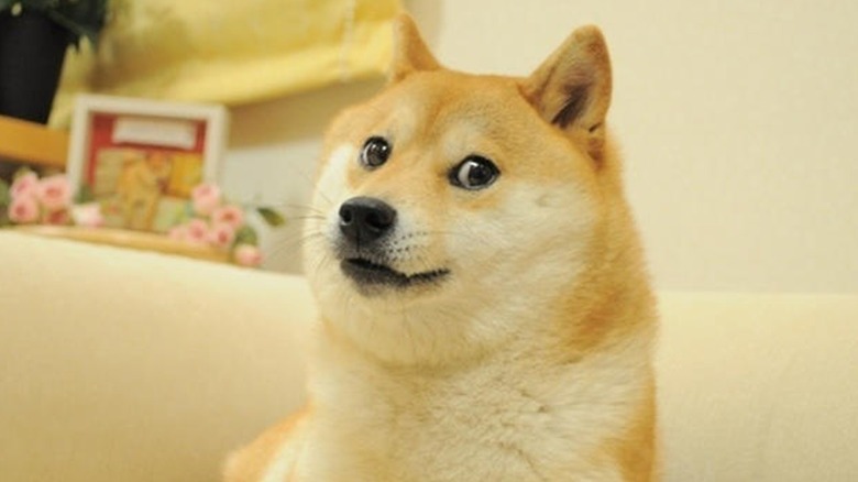 Doge meme of dog staring