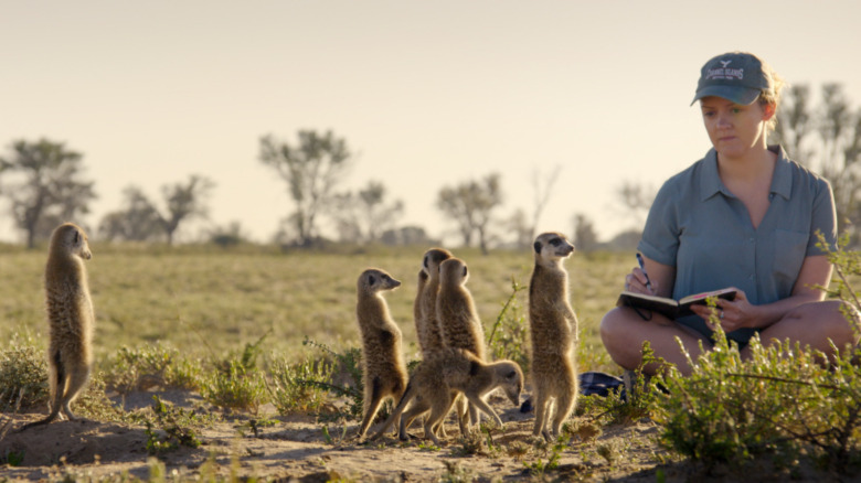 Meerkats and ecologist Kristy Macleod