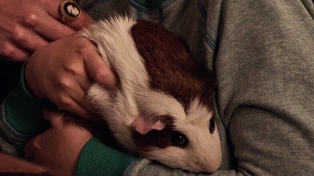 American Horror Story Cult guinea pig