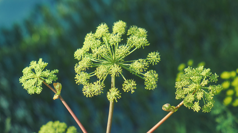 Angelica archangelica in the wild