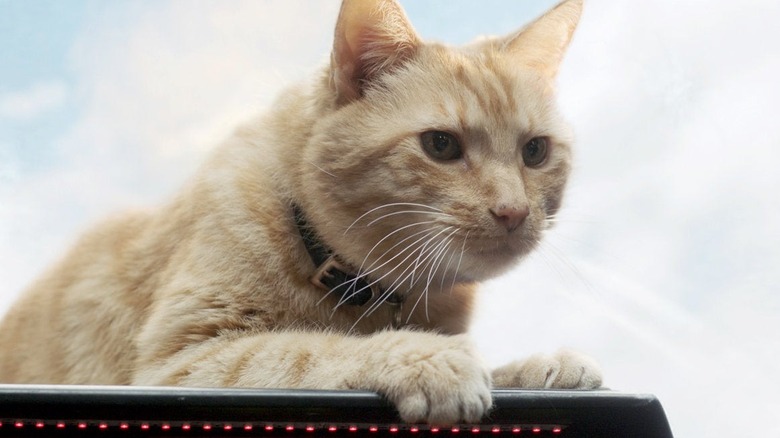 Goose the cat in Captain Marvel