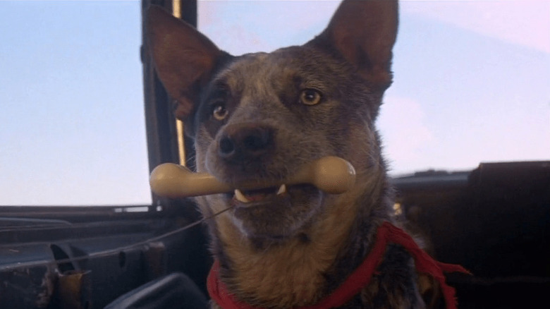 Dog holding bone in Mad Max 2