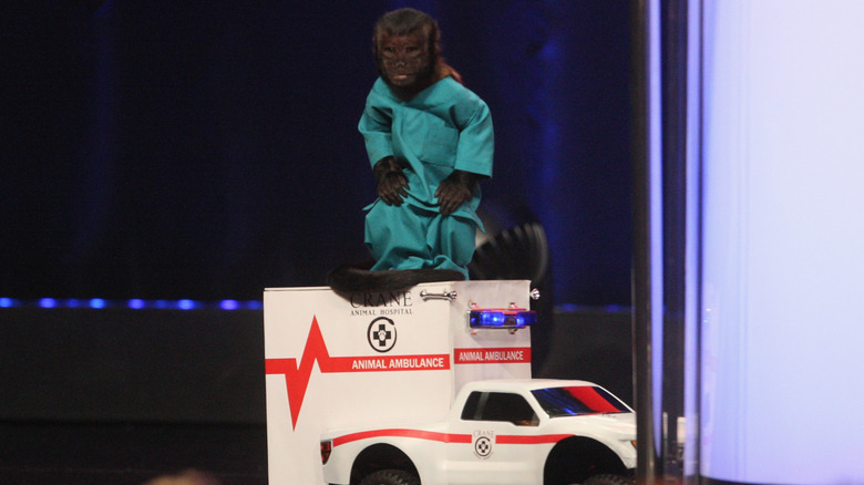 Crystal the monkey on a toy ambulance