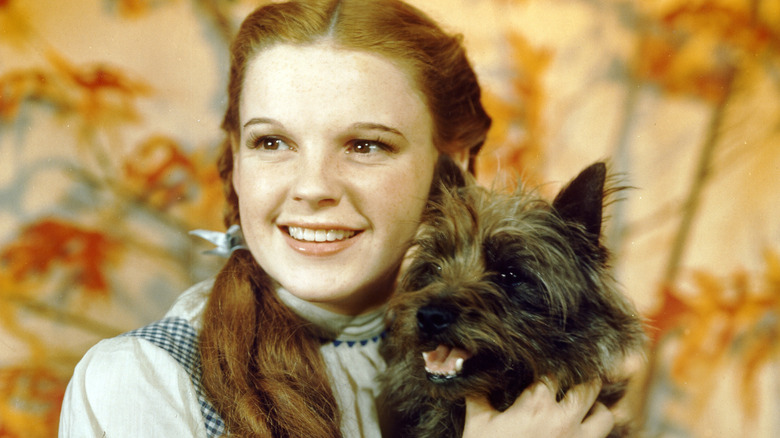 Judy Garland holds Toto