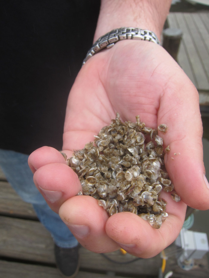 Baby oysters