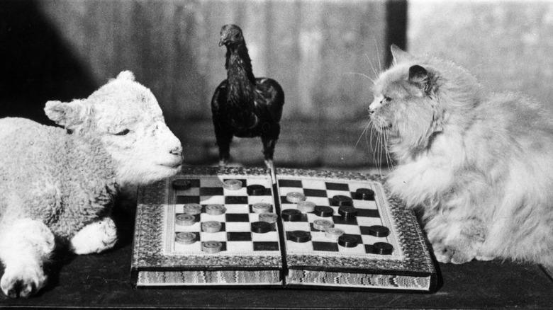 a lamb and cat play checkers