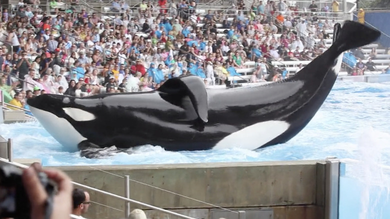 Tilikum performs