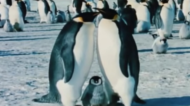 penguin parents stand with chick