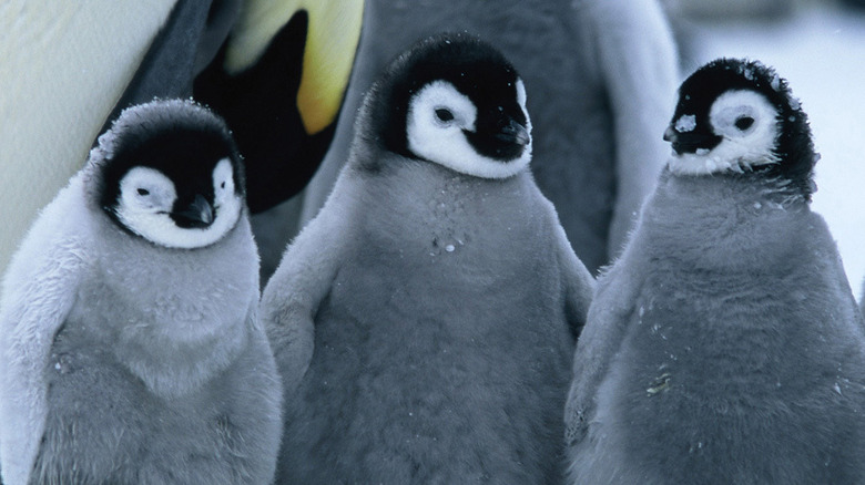 Baby penguins standing together