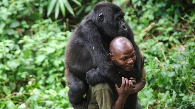 Man carries gorilla