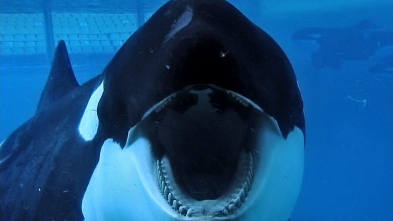 Tilikum open mouth