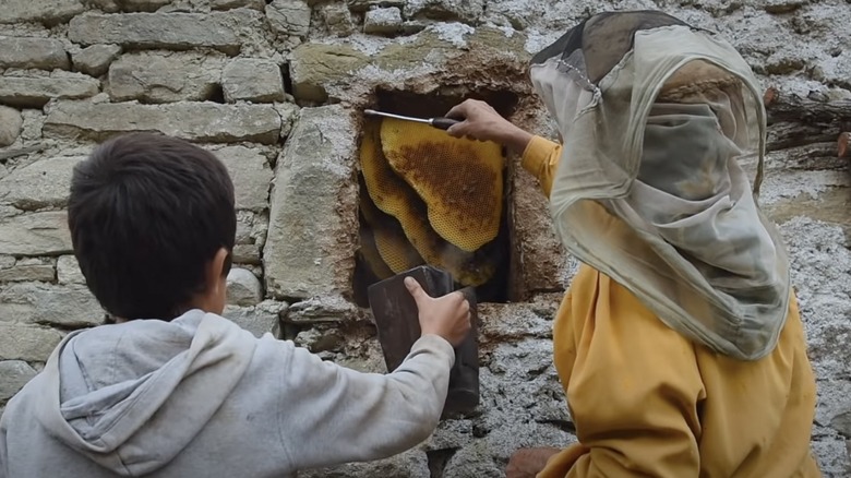 Harvesting honey