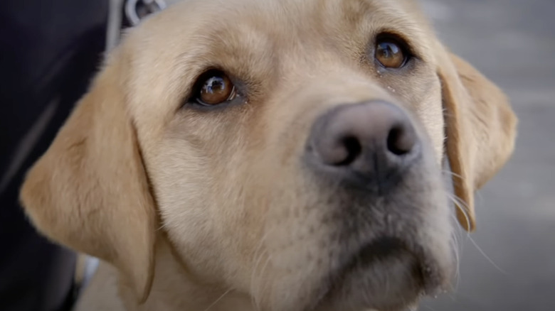 A seeing eye dog looks up