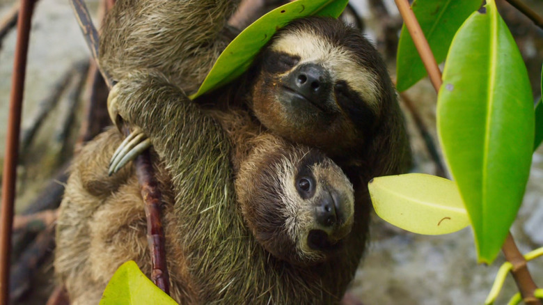 Sloths embracing on branch