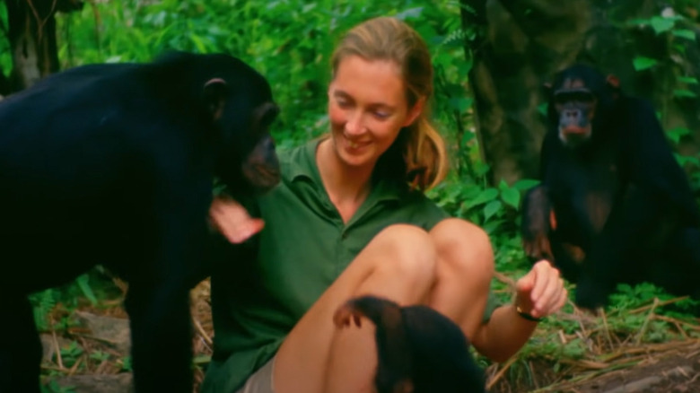 Jane Goodall with chimpanzees