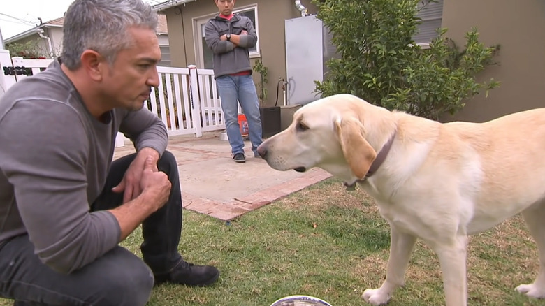 Cesar Millan Talking