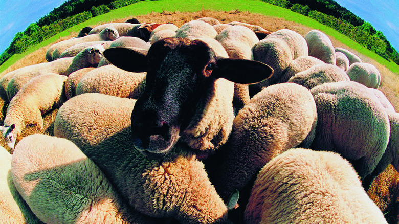 Sheep through fisheye lens