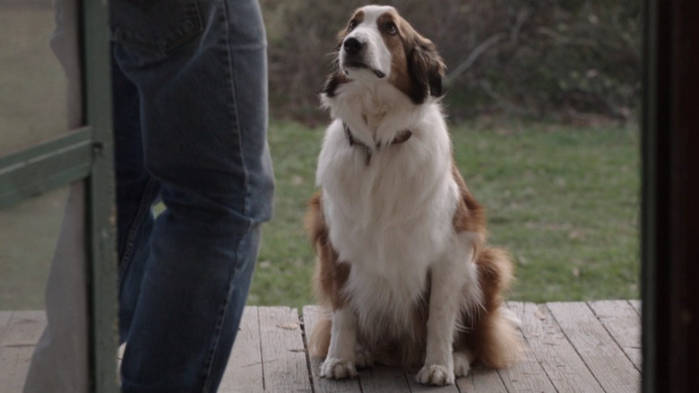 Sadie the dog in The Conjuring looking sad