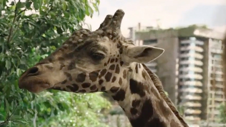 A giraffe eating some greens