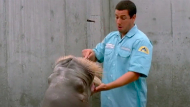 Adam Sandler brushing walrus teeth