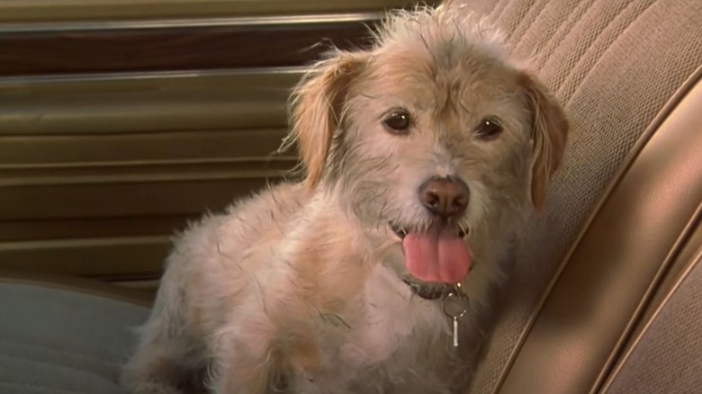 Baxter sitting in car